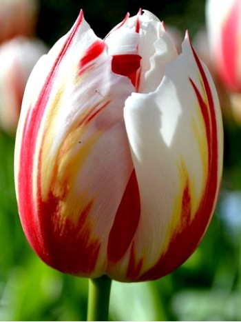 Лале (Tulipa 'Happy Generation') T15 Лале (Tulipa 'Happy Generation') T15